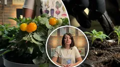 Rajčata v zimě jsou reálná: Expertka odhalila triky, jak sklízet na okenním parapetu