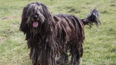 Tři různé typy srsti: byla určena nejnáročnější psí rasa na péči