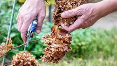 Co v prosinci nestříhat: expert uvedl 5 rostlin