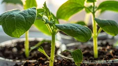 Tyto druhy zeleniny vysévám v prosinci a na jaře sklízím úrodu: 4 plodiny pro raný výsev