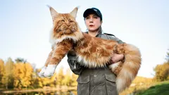 Psi proti kočkám: Tato plemena mohou zvítězit v odvěkém souboji