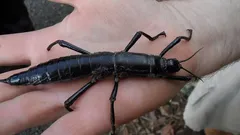 Tento hmyz byl více než 70 let považován za vyhynulý: Příběh působivého návratu