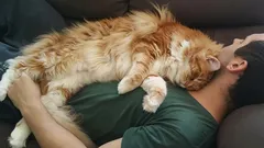 Kočka na vás nespí z lásky: skutečný důvod jejího chování překvapí i zkušené chovatele