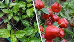 Tyto rostliny se vysévají na sazenice právě teď: Proč je potřeba to stihnout do konce ledna