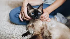 Tajemství kočičí duše: Tyto tři rasy jsou schopné neomezené oddanosti