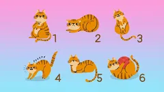 Vyberte si kočku a zjistěte skryté rysy své povahy: Nový test od psychologů